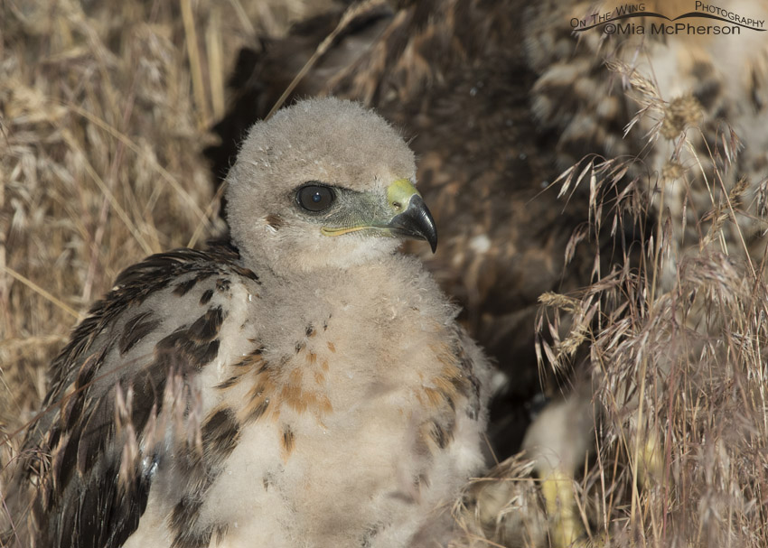 baby hawk